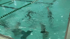 20180620006.gif